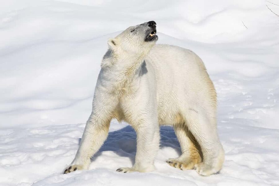 Ranua Wildlife zoo tour with lunch buffet included - Ranua Wildlife Park: A Practical Arctic Day Trip From Rovaniemi