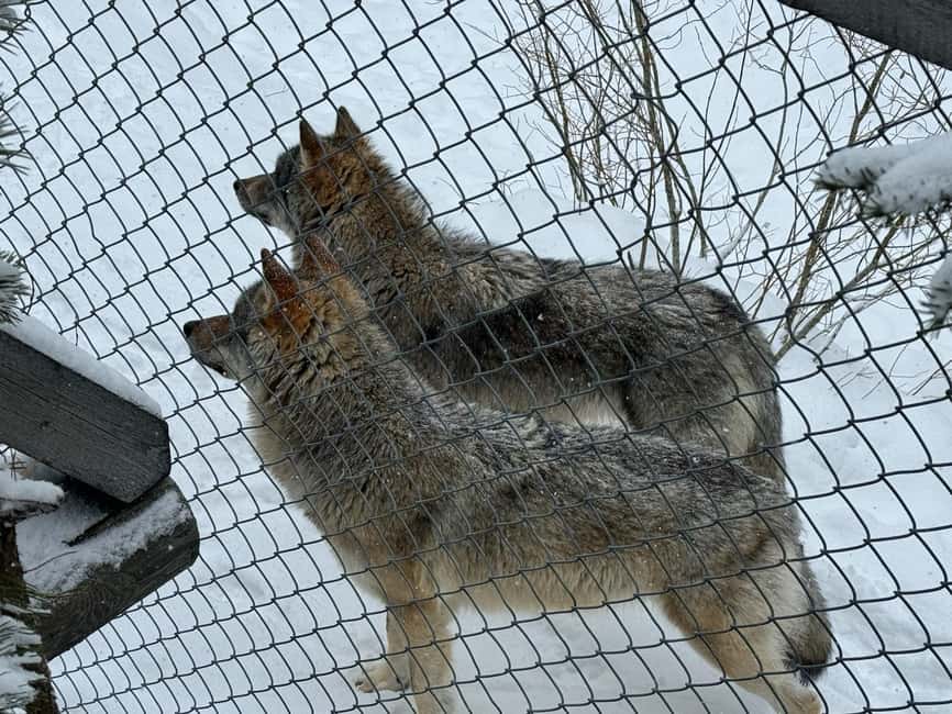 Ranua Wildlife zoo tour with lunch buffet included - Northern Lights Photo Stop: A Chance, Not a Guarantee