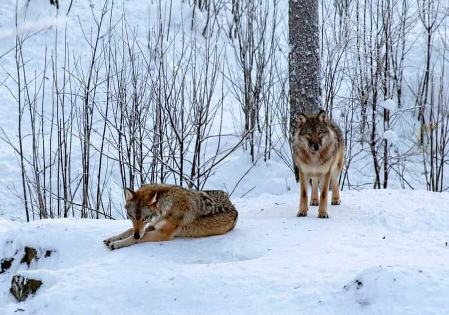 Ranua Zoo - From Rovaniemi to Ranua: a smooth start in Lapland woods