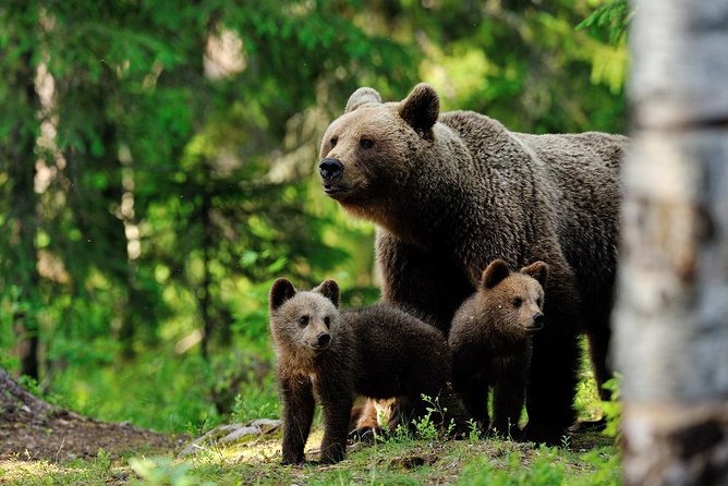 Ranua Zoo and BBQ - Price and value: is $259.06 per person fair for this mix?