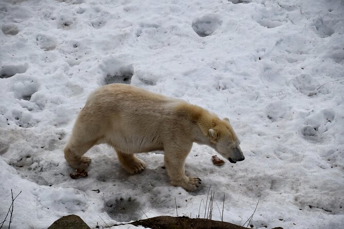 Ranua Zoo Arctic Wildlife Park with Private Transport & Lunch - Key Highlights You’ll Want to Plan Around