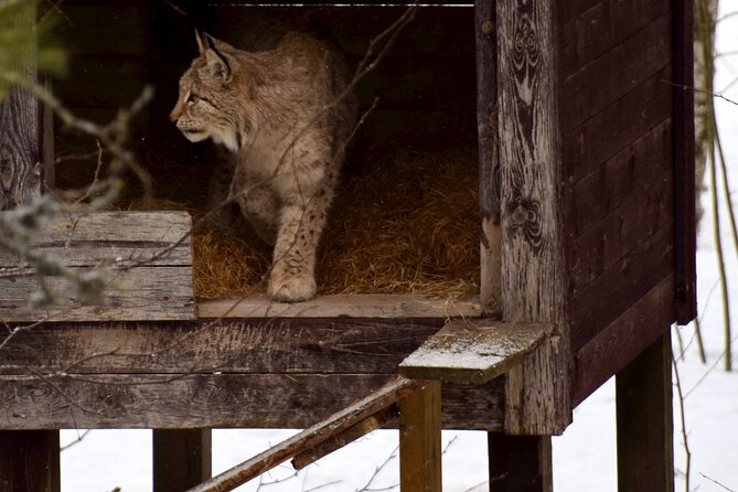 Ranua Zoo Arctic Wildlife Park with Private Transport & Lunch - Private Transport and Lunch: The Easy Rovaniemi Day Plan