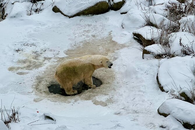Ranua Zoo Arctic Wildlife Park with Private Transport & Lunch - Rovaniemi-to-Ranua Comfort: Why Private Transport Helps