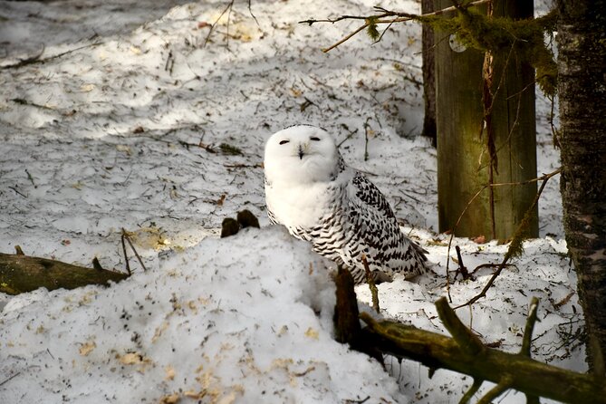Ranua Zoo Arctic Wildlife Park with Private Transport & Lunch - Meeting Your Guide: What That Changes on the Ground