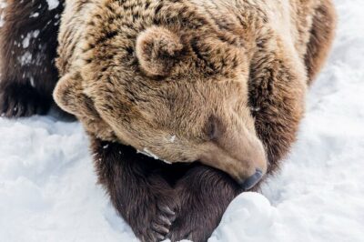 Ranua Zoo Family Tour from Rovaniemi - Ranua Wildlife Park: Your Time With Arctic Animals
