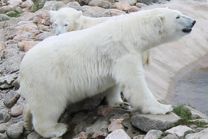 Ranua Zoo Family Tour from Rovaniemi - Time at the Zoo: The One Variable You Should Plan Around