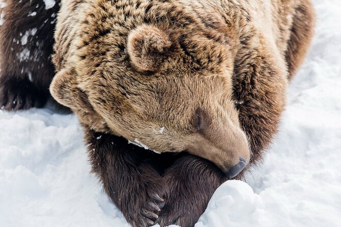Ranua Zoo Family Tour from Rovaniemi - Ranua Wildlife Park: Your Time With Arctic Animals