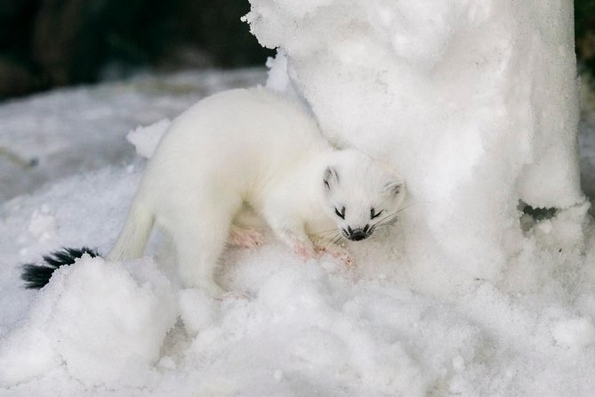 Ranua Zoo tour, optional lunch - Inside the park: a guided Arctic forest walk (and why it matters)