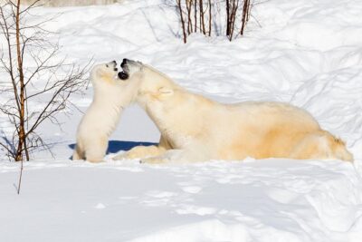 Ranua Zoo tour, optional lunch - What about animal sightings in winter?