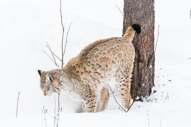 Ranua Zoo tour, optional lunch - Your guides: what you can expect from the human touch