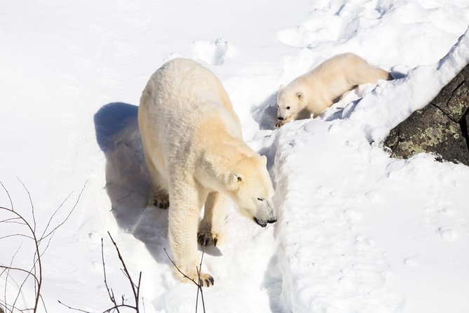 Ranua Zoo tour, optional lunch - Timing that works: start time, duration, and how to pace yourself