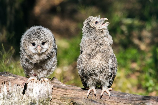Ranua Zoo tour, optional lunch - What to wear: your winter day checklist (so you can actually enjoy it)