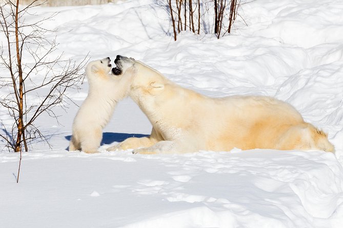 Ranua Zoo tour, optional lunch - What about animal sightings in winter?