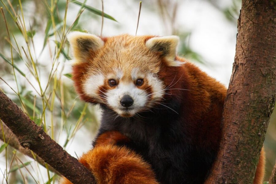 Rhenen: Ouwehands Zoo Entry Ticket - Who This Zoo Ticket Suits Best