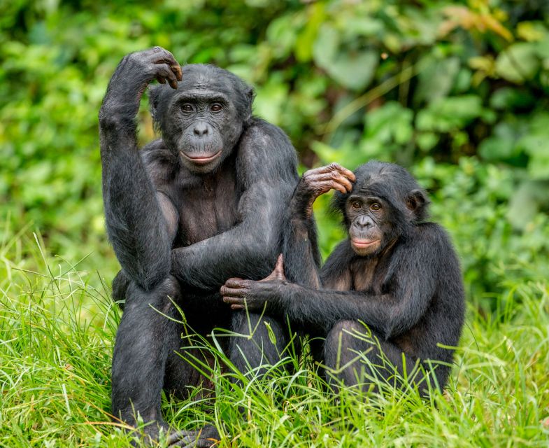Rhenen: Ouwehands Zoo Entry Ticket - Where to Take a Breather: Indoor Jungle Playground and Maki Lounge