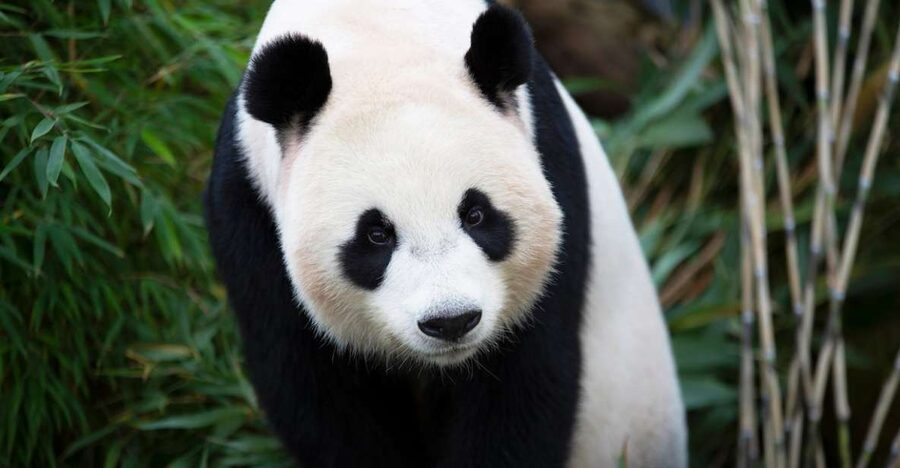 Rhenen: Ouwehands Zoo Entry Ticket - Making a One-Day Route Work: How to Avoid Feeling Rushed