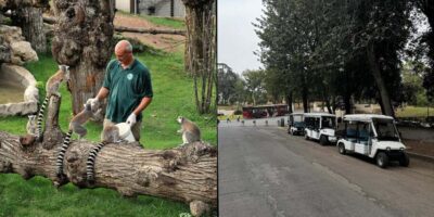 Rome: Zoo entry ticket + Villa Borghese Golf Cart Tour - Mostra dell’Acqua Felice: getting the timing right