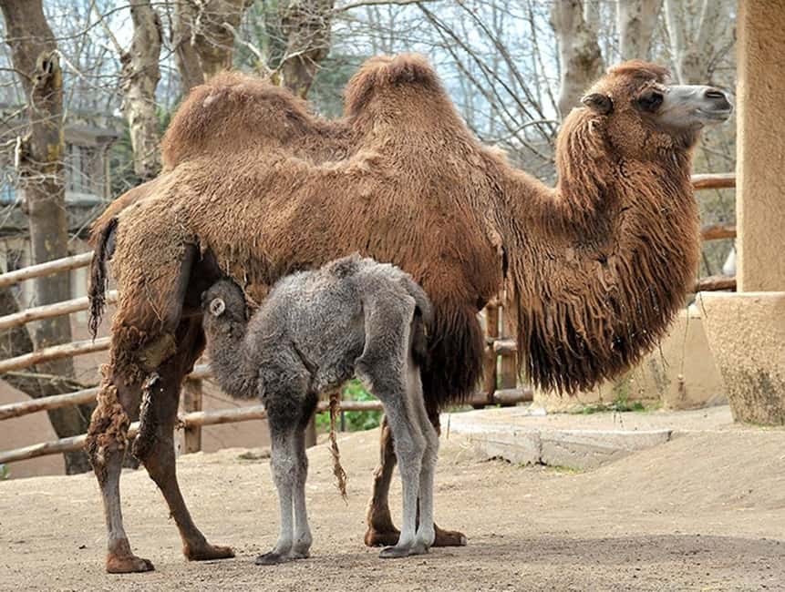 Rome: Zoo entry ticket + Villa Borghese Golf Cart Tour - Bioparco di Roma: a self-guided 3-hour animal plan