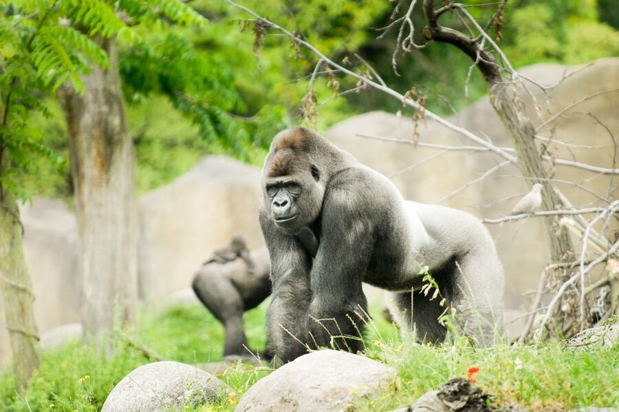 Rotterdam: Rotterdam Zoo Blijdorp Entry Ticket - African Gorilla Island: Bokito and a playful family