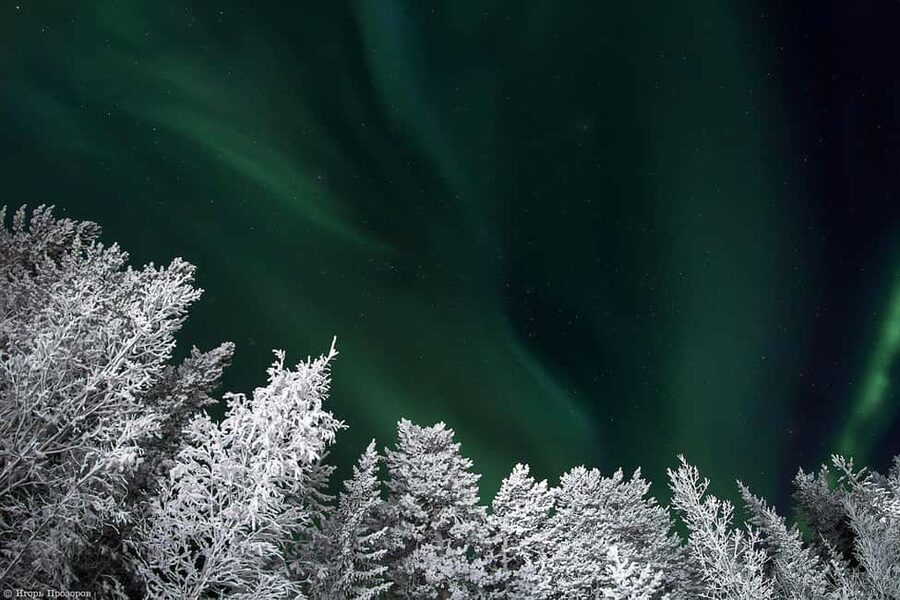Rovaniemi: All-Inclusive Ranua Zoo Excursion & Aurora Dinner - Ranua Wildlife Park: polar bears, reindeer, lynx, wolves, and owls