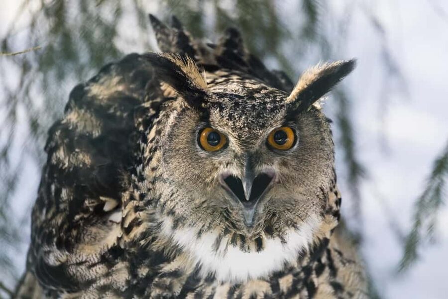 Rovaniemi: All-Inclusive Ranua Zoo Excursion & Aurora Dinner - Aurora hunt planning: prime dark-sky locations and the secret stop flow