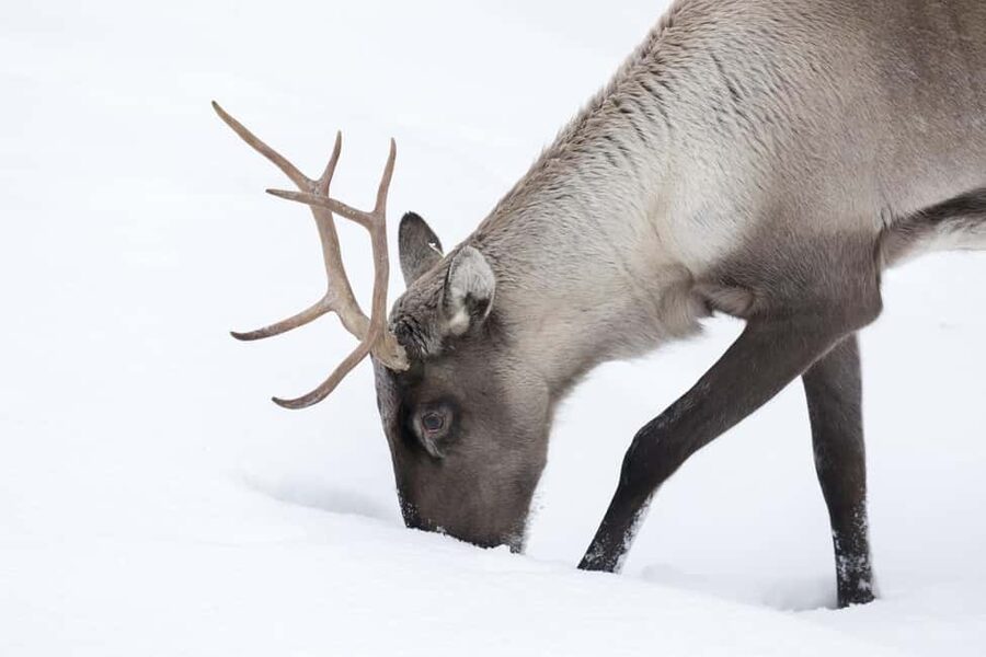 Rovaniemi: All-Inclusive Ranua Zoo Excursion & Aurora Dinner - Price and value: what $233 includes and what you might pay for