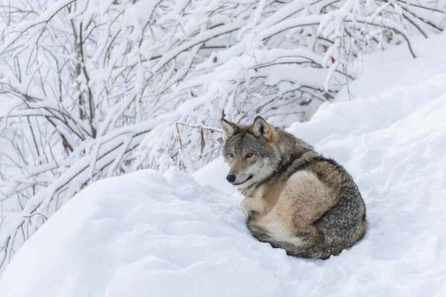 Rovaniemi: All-Inclusive Ranua Zoo Excursion & Aurora Dinner - Who this tour suits best (and who it doesn’t)