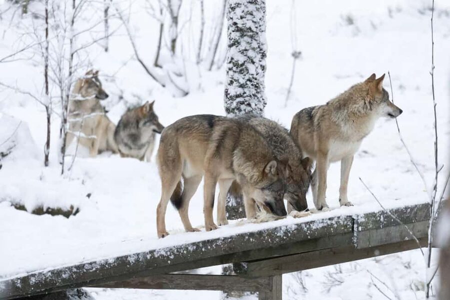 Rovaniemi: All-Inclusive Ranua Zoo Excursion & Aurora Dinner - Should you book the Ranua Zoo and aurora dinner combo?