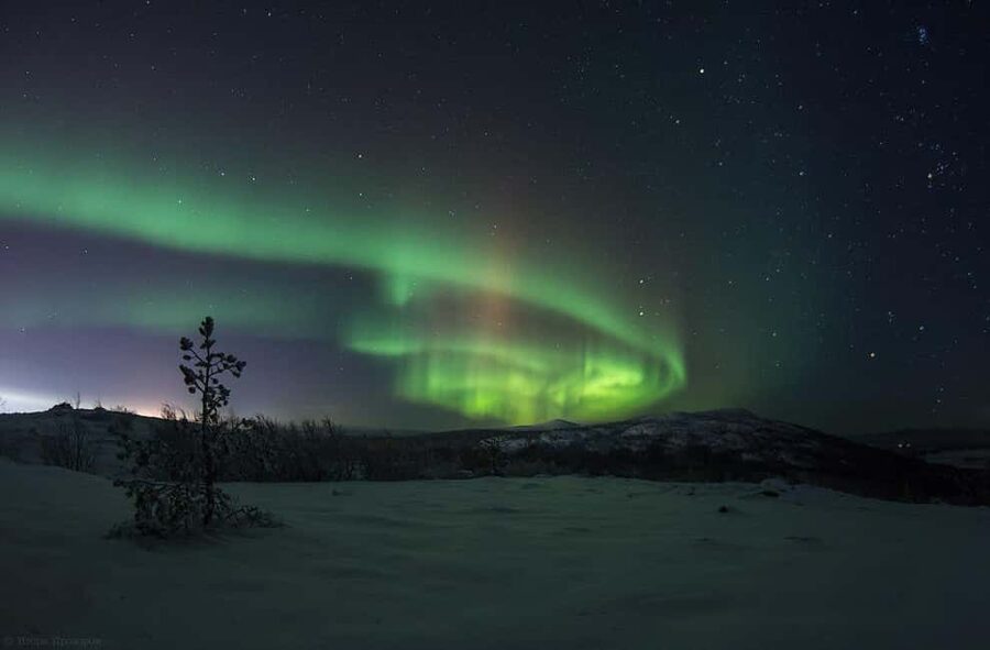 Rovaniemi: All-Inclusive Ranua Zoo Excursion & Aurora Dinner - Lunch at Ranua and the Fazer chocolate shop stop