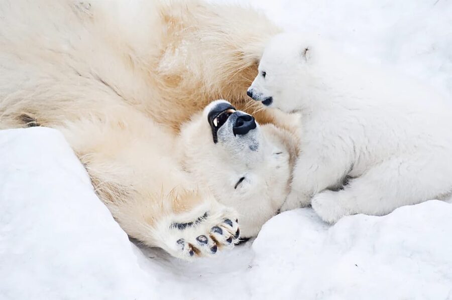 Rovaniemi: Arctic Animals Sleigh Rides and Wildlife Zoo - Who should book, and who should skip