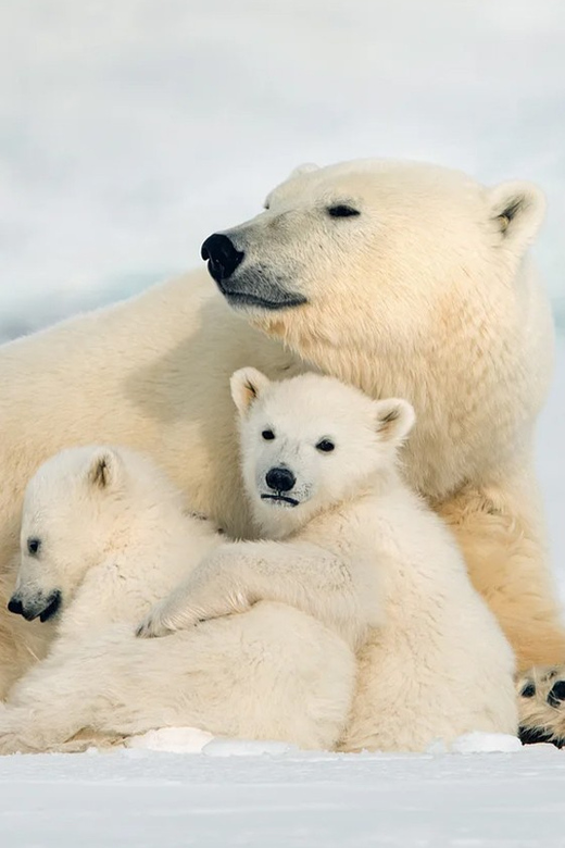 Rovaniemi: Arctic Animals Sleigh Rides and Wildlife Zoo - Ranua Wildlife Park: more than a stop, it’s the point