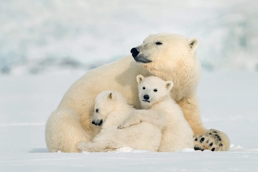 Rovaniemi: Arctic Animals Sleigh Rides and Wildlife Zoo - Husky sled ride: what’s included and what snow controls