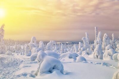 Rovaniemi: Arctic Animals Sleigh Rides and Wildlife Zoo - From Nordic Unique Travels to a husky farm meeting