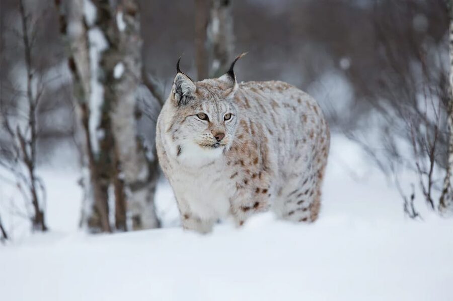 Rovaniemi: Arctic Animals Sleigh Rides and Wildlife Zoo - Reindeer sleigh ride: local life, slower pace, memorable moments