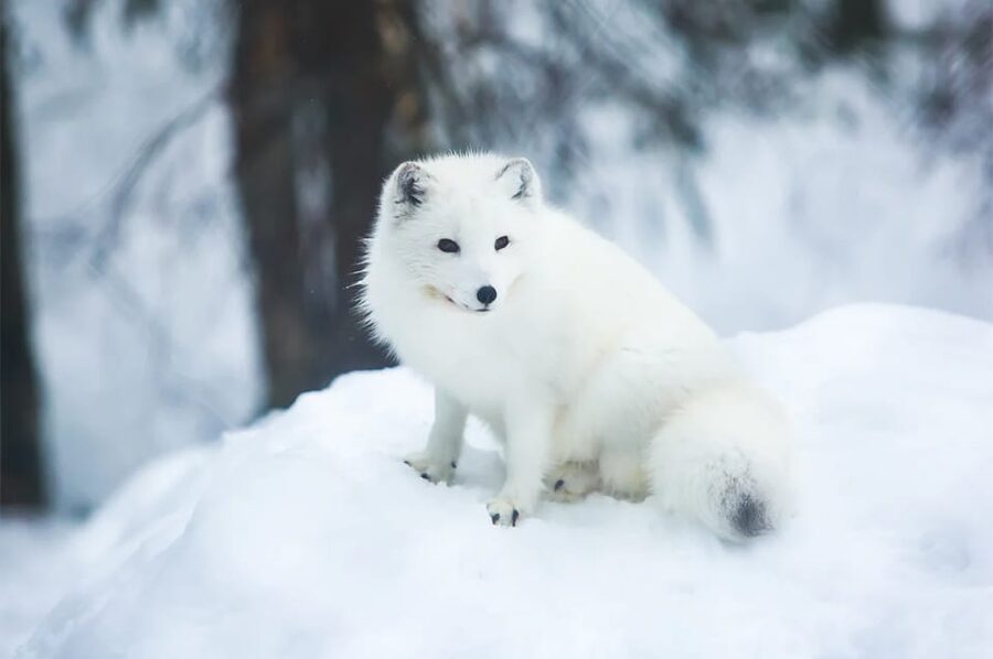 Rovaniemi: Arctic Animals Sleigh Rides and Wildlife Zoo - Exploring the zoo: polar bears, Arctic species, and realistic spotting