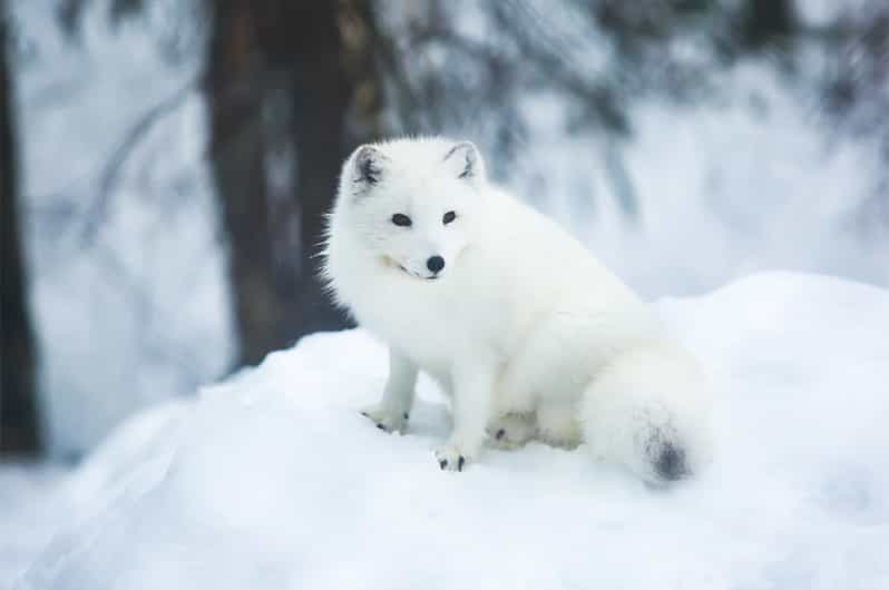 Rovaniemi: Arctic Animals Sleigh Rides and Wildlife Zoo - Price and value: $340 for a full-day Arctic animal experience