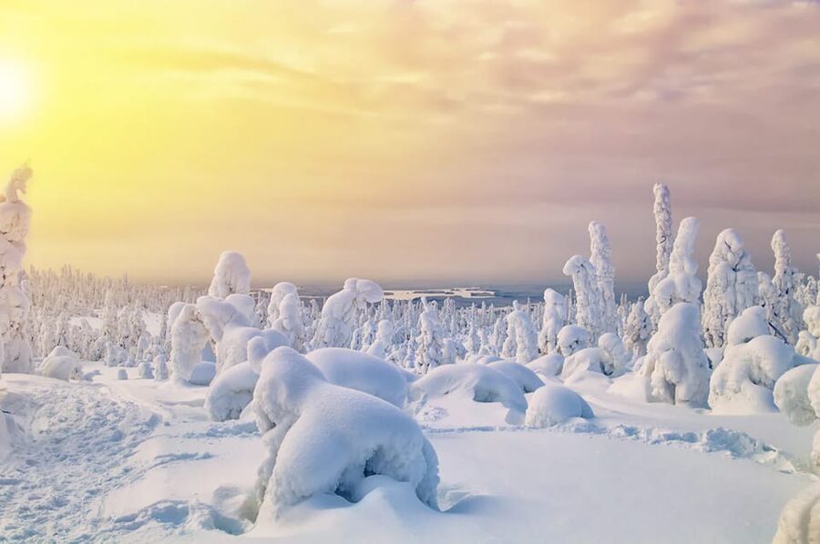 Rovaniemi: Arctic Animals Sleigh Rides and Wildlife Zoo - From Nordic Unique Travels to a husky farm meeting