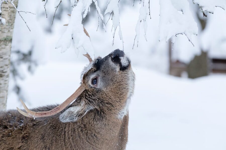 Rovaniemi: Day at Ranua Wildlife Park Arctic Zoo - Key Points to Know Before You Go