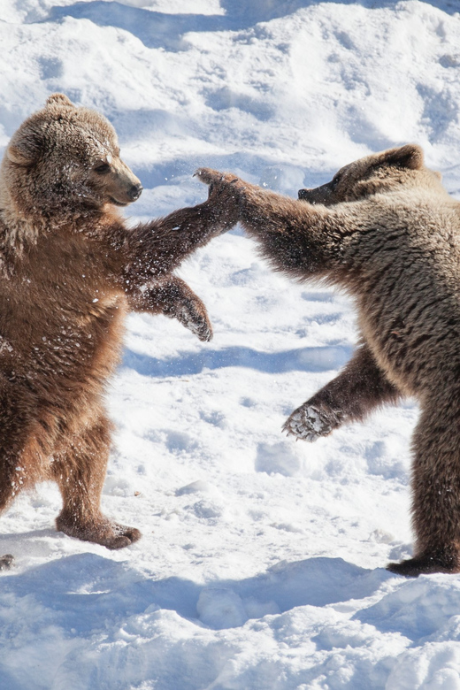 Rovaniemi: Day at Ranua Wildlife Park Arctic Zoo - Ranua Wildlife Park: What This Arctic Zoo Day Trip Really Feels Like