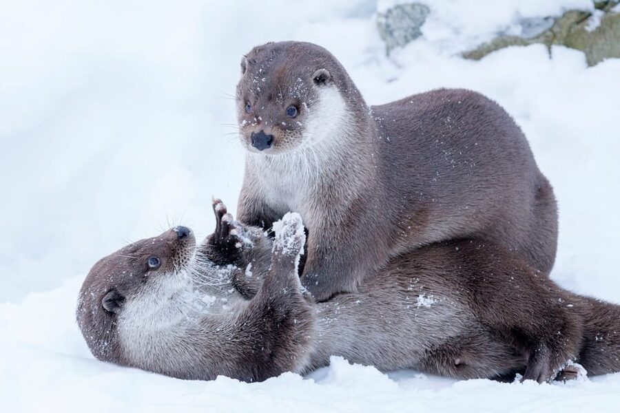 Rovaniemi: Day at Ranua Wildlife Park Arctic Zoo - Winter Clothing Included: Why This Is More Than a Bonus