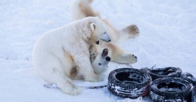 Rovaniemi: Day at Ranua Wildlife Park Arctic Zoo - Getting There With Safartica: Pickup Time and Bus Comfort