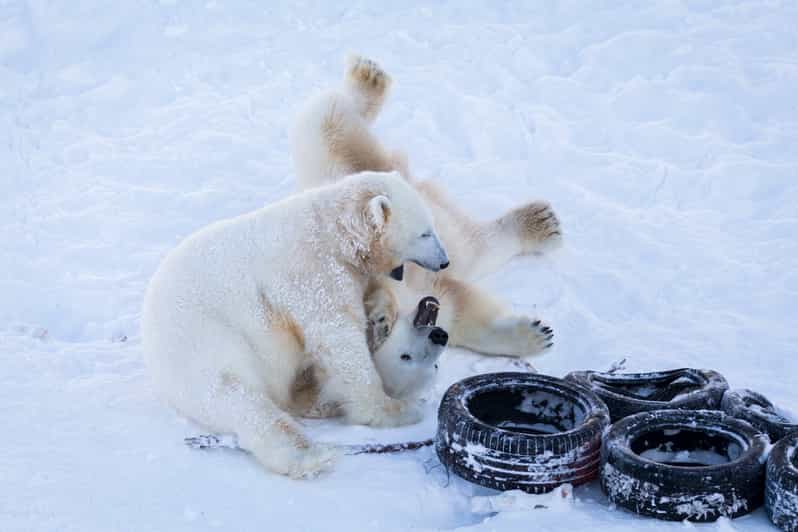 Rovaniemi: Day at Ranua Wildlife Park Arctic Zoo - The Zoo Visit: 200 Arctic Animals in an Arctic Forest Setting
