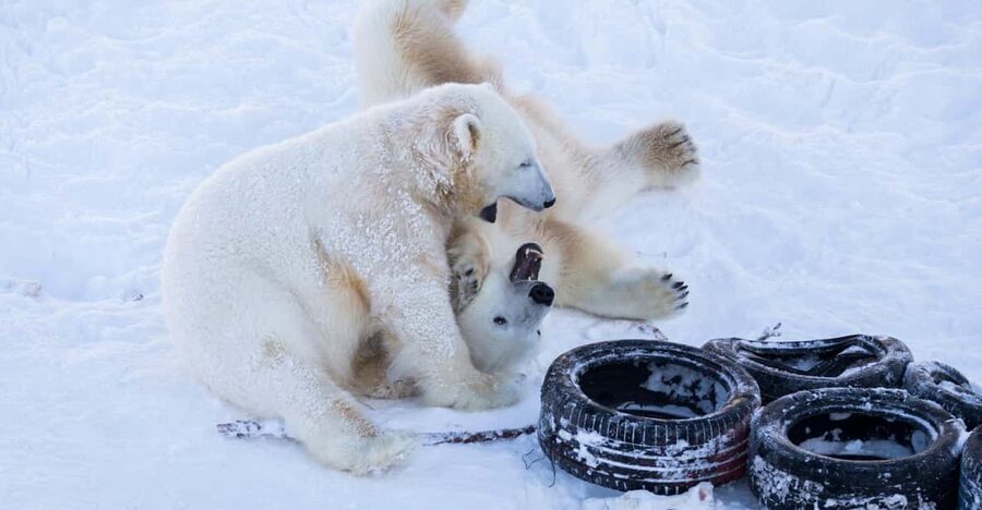Rovaniemi: Day at Ranua Wildlife Park Arctic Zoo - Getting There With Safartica: Pickup Time and Bus Comfort