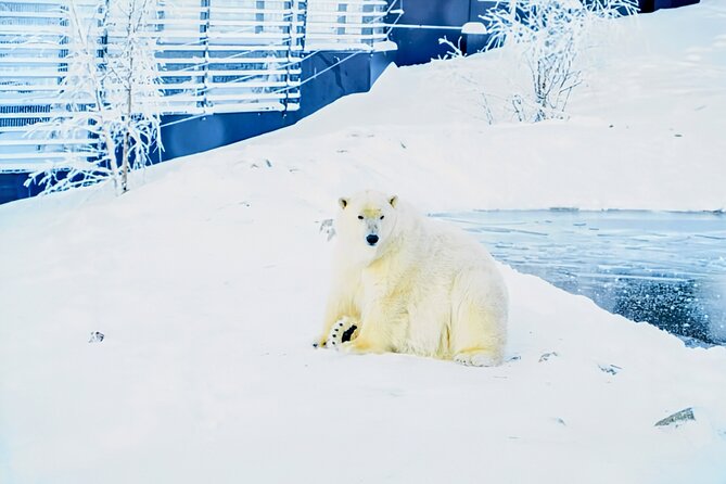 Rovaniemi: Ranua Arctic Wildlife Zoo Park Tour & Hot BBQ lunch - Key things to know before you go