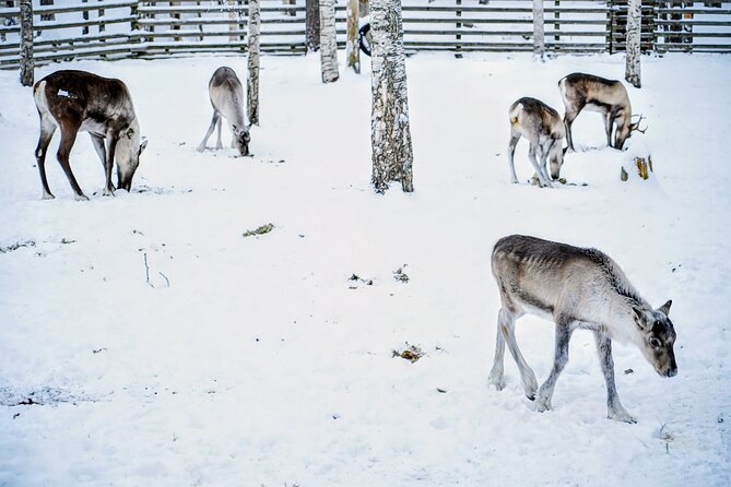 Rovaniemi: Ranua Arctic Wildlife Zoo Park Tour & Hot BBQ lunch - Getting there: pickup, meeting point, and how the day runs