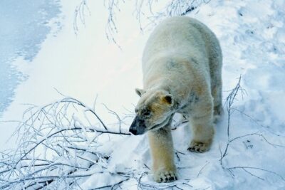 Rovaniemi: Ranua Arctic Wildlife Zoo Park Tour & Hot BBQ lunch - The 2.5 km forest trail: what the guided walk is really like