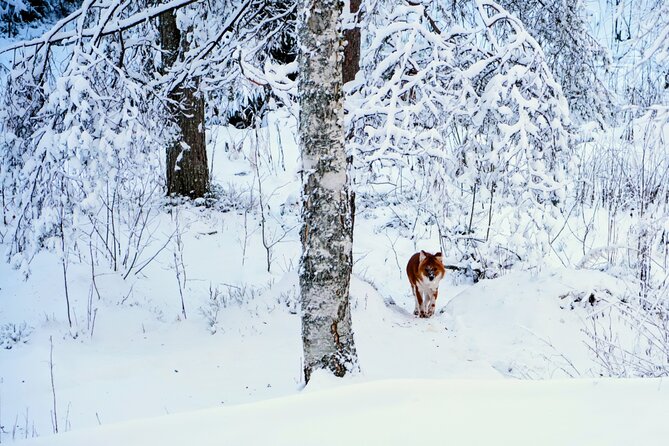 Rovaniemi: Ranua Arctic Wildlife Zoo Park Tour & Hot BBQ lunch - Hot BBQ lunch: warmth, timing, and a real break