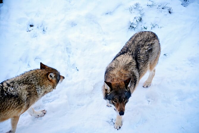 Rovaniemi: Ranua Arctic Wildlife Zoo Park Tour & Hot BBQ lunch - Price and value: what $150.56 buys in the real world