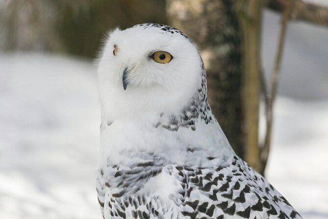 Rovaniemi: Ranua Arctic Wildlife Zoo Park Tour & Hot BBQ lunch - Who this tour suits best (and who should think twice)