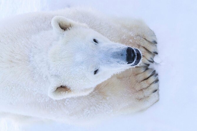 Rovaniemi: Ranua Arctic Wildlife Zoo Park Tour & Hot BBQ lunch - Weather reality in Lapland: when the plan changes
